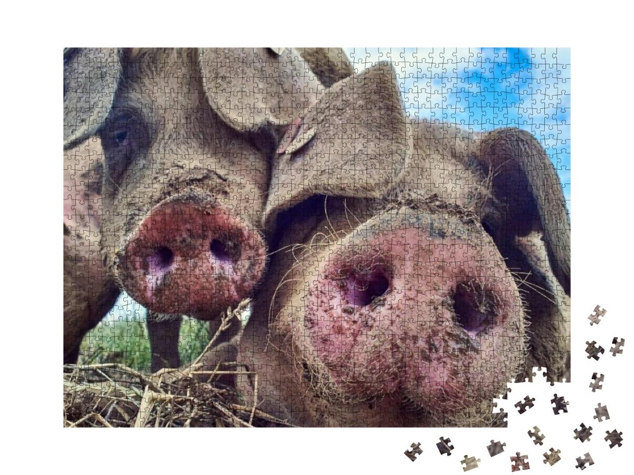 Puzzle 1000 Teile „Glückliche Schweine“