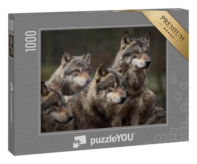Puzzle 1000 Teile „Graues Wolfsrudel im Wald“