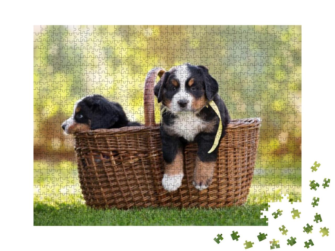 Puzzle 1000 Teile „Berner Sennenhund sitzt in einem Korb im Freien“