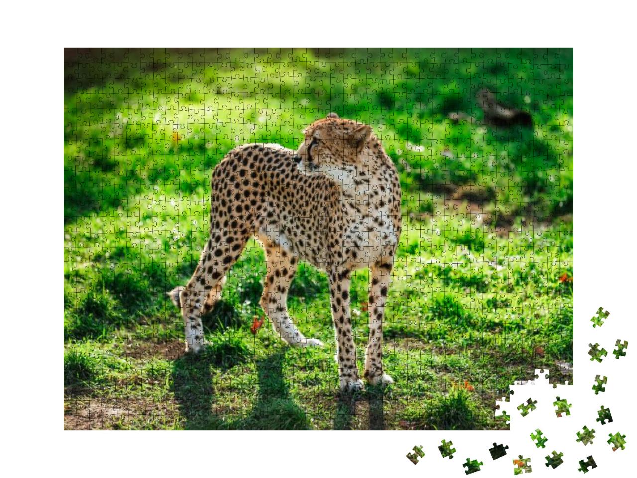 Puzzle 1000 Teile „Geparden-Wildkatze auf grünem Gras“