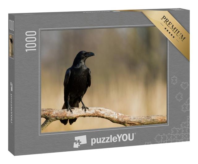 Puzzle 1000 Teile „Kolkrabe auf einem Ast“