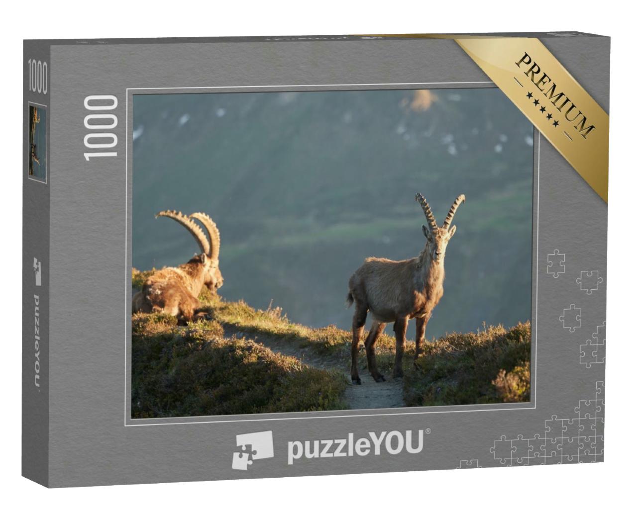 Puzzle 1000 Teile „Steinbock, Alpensteinbock, Capra ibex, Berg, Schweizer Alpen“