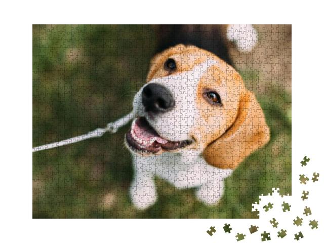 Puzzle 1000 Teile „Tricolor: Beagle-Welpe auf dem Gras“