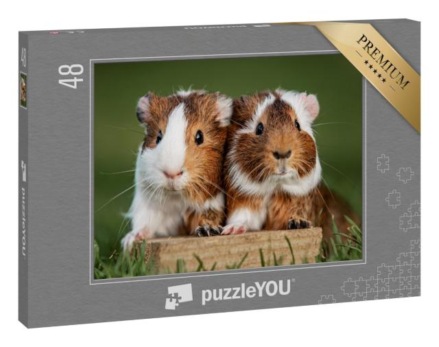 Puzzle 48 Teile „Zwei hübsche Meerschweinchen“