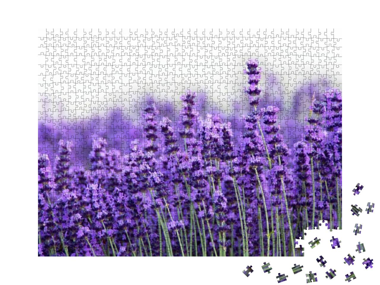 Puzzle 1000 Teile „Lavendel“