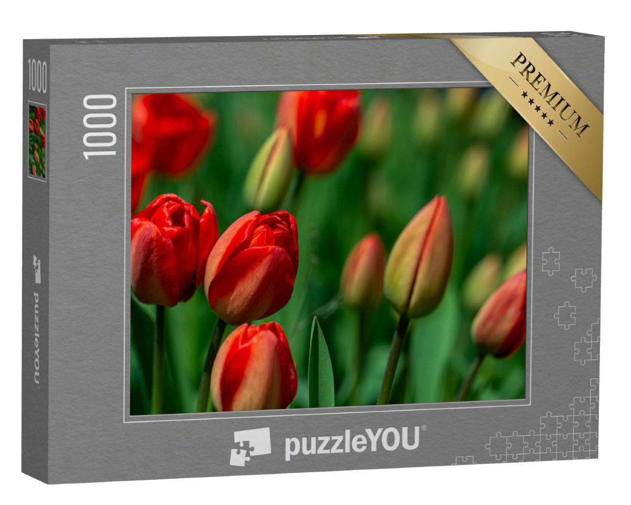 Puzzle 1000 Teile „Erstaunliche rote Tulpenblüten blühen auf einem Tulpenfeld“