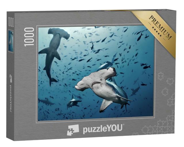 Puzzle 1000 Teile „Hammerhaie auf der Jagd, Insel Cocos, Costa Rica“