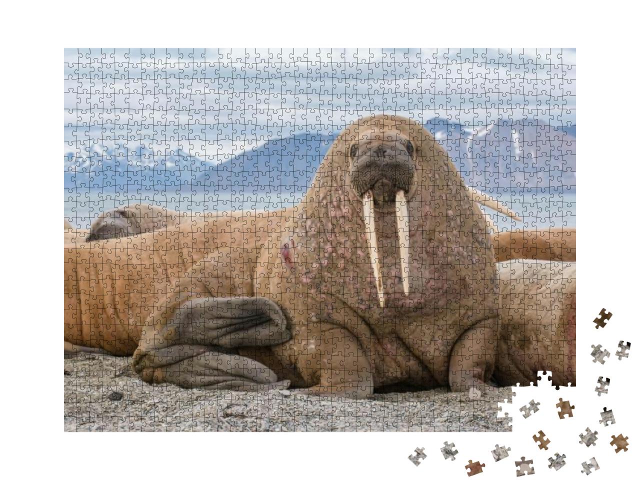 Puzzle 1000 Teile „Das Walross ist ein Meeressäugetier, es ist einer der größten Flossenfüßer“