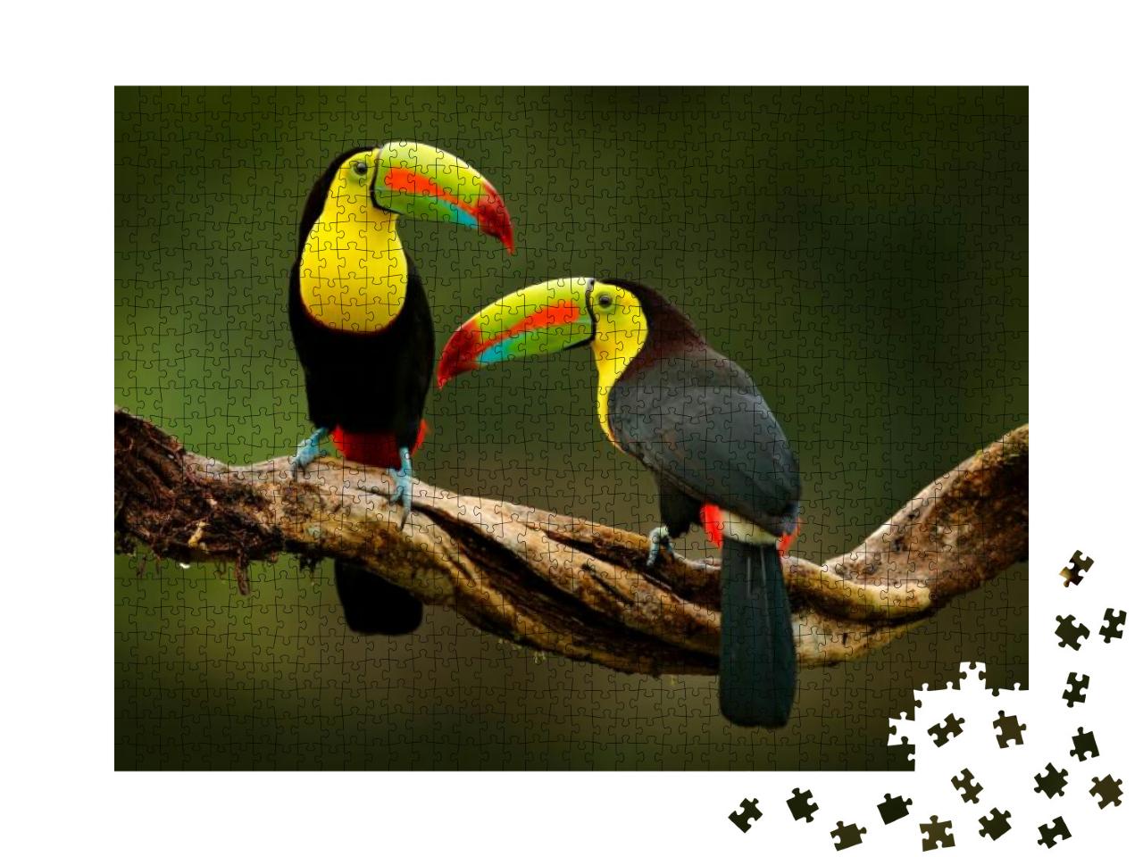 Puzzle 1000 Teile „Tukan sitzt auf einem Ast im Wald, prächtige Vegetation von Costa Rica“