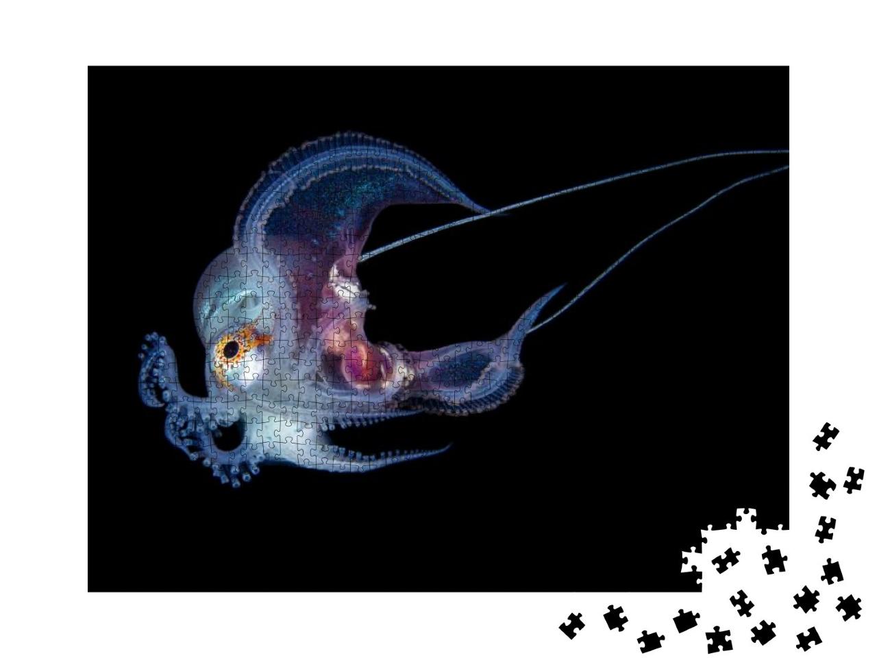 Puzzle 1000 Teile „Unterwasserfoto, blauer Oktopus, schwarzer Hintergrund“