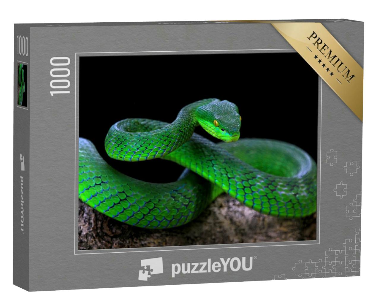 Puzzle 1000 Teile „Nahaufnahme: Grüne Albolaris-Schlange“