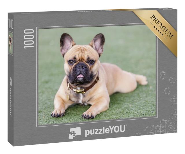 Puzzle 1000 Teile „Welpe Französische Bulldogge: süßer Blick mit offenem Maul“