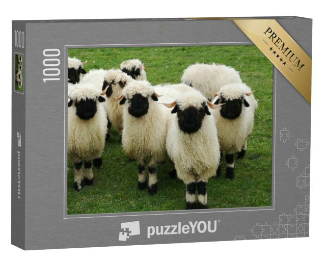 Puzzle 1000 Teile „Eine Herde von weißen Schafen mit schwarzen Köpfen, Walliser Schwarznase“