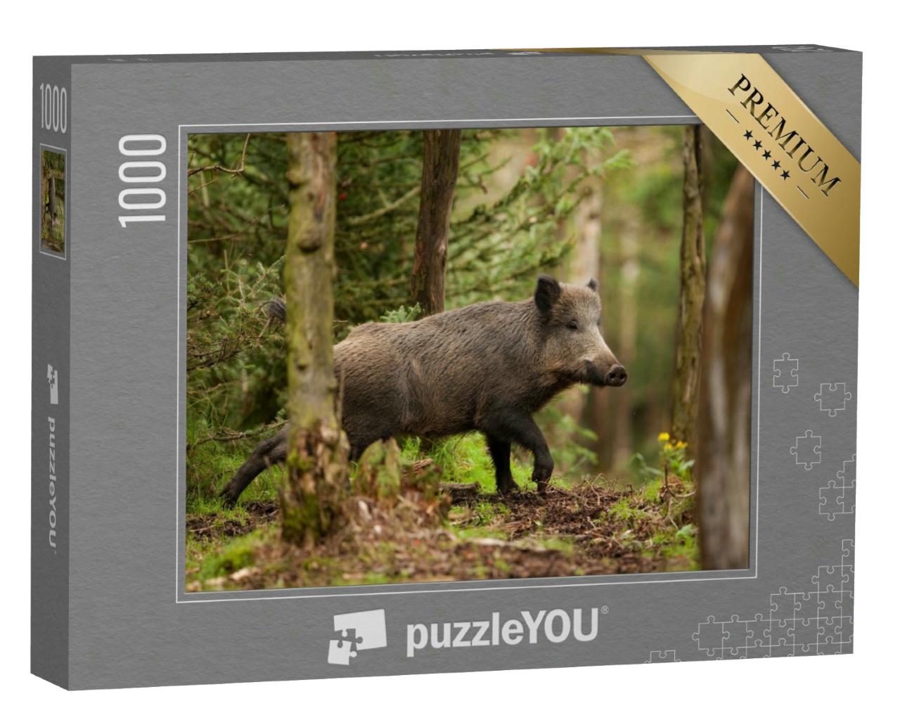 Puzzle 1000 Teile „Wildschwein, sus scrofa, in den Wäldern der Tschechischen Republik“