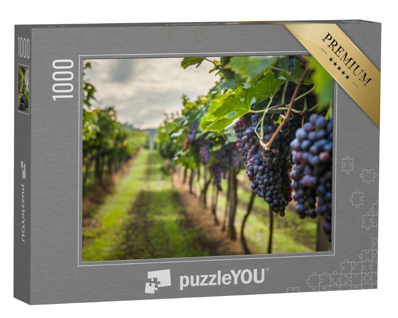 Puzzle 1000 Teile „Weinlese, Trauben im Weinberg, reif, Ernte“
