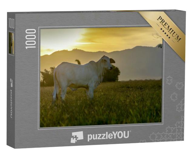 Puzzle 1000 Teile „Nelore-Rind auf der Weide im Sonnenuntergang“
