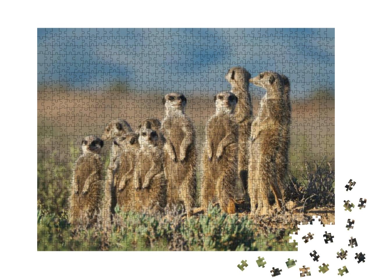 Puzzle 1000 Teile „Erdmännchen-Familie in Südafrika“