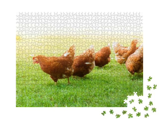 Puzzle 1000 Teile „Freilaufende Hühner auf einer grünen Wiese“