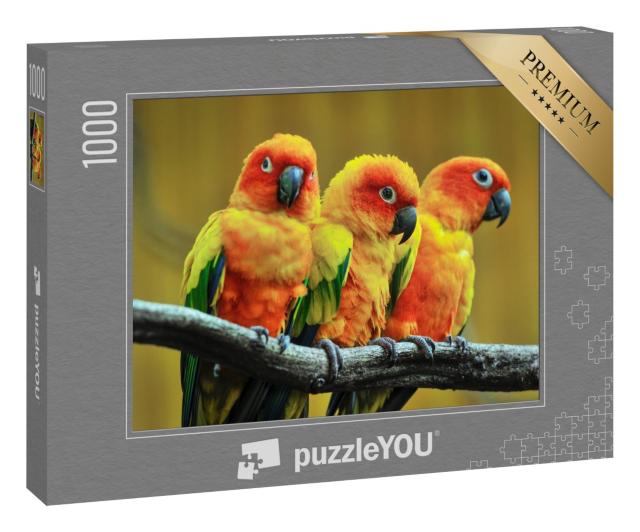 Puzzle 1000 Teile „Schöner Papagei, Sonnensittich auf einem Baumzweig.“