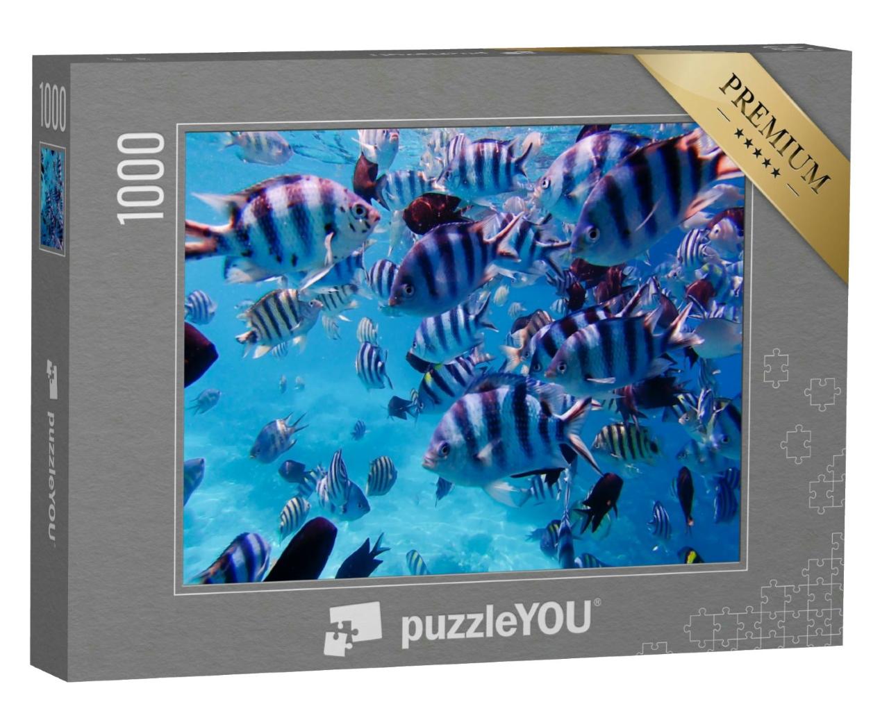 Puzzle 1000 Teile „Gruppe von bunten tropischen Fischen unter Wasser, Unterwasserwelt, Philippinen“