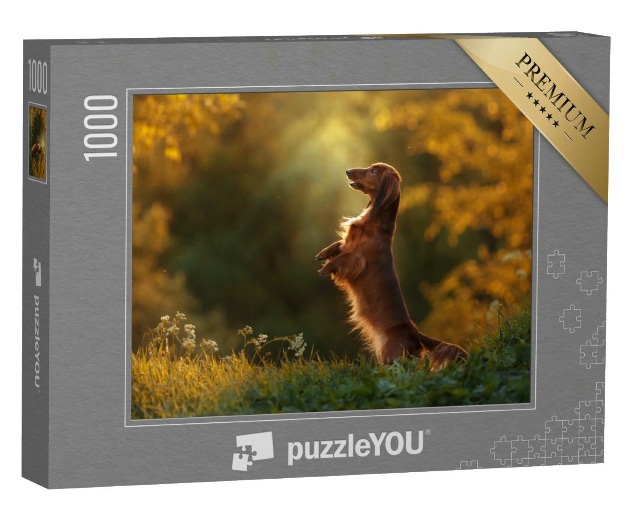 Puzzle 1000 Teile „Hund: Rasse Dackel, Spaziergang am Abend“