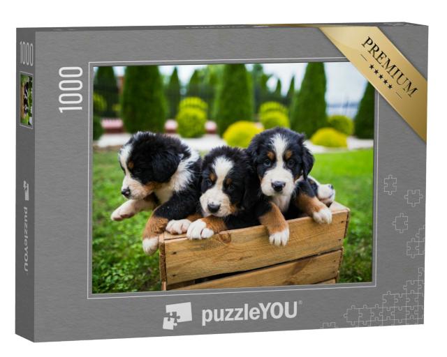Puzzle 1000 Teile „Junge Berner Sennenhund, Sennenhundwelpe“