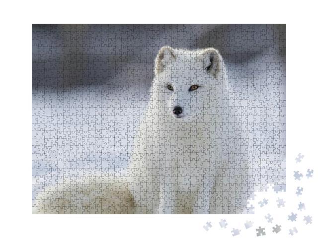 Puzzle 1000 Teile „Nahaufnahme: Polarfuchs im Winter“
