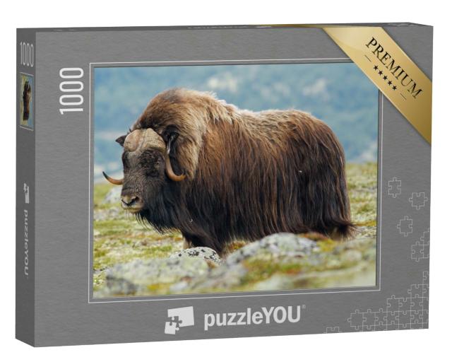 Puzzle 1000 Teile „Seitenansicht eines ausgewachsenen Moschusoxen“