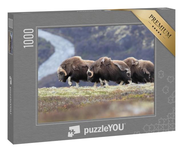 Puzzle 1000 Teile „Wandernde Moschusochsen im Dovrefjell-Nationalpark, Norwegen“