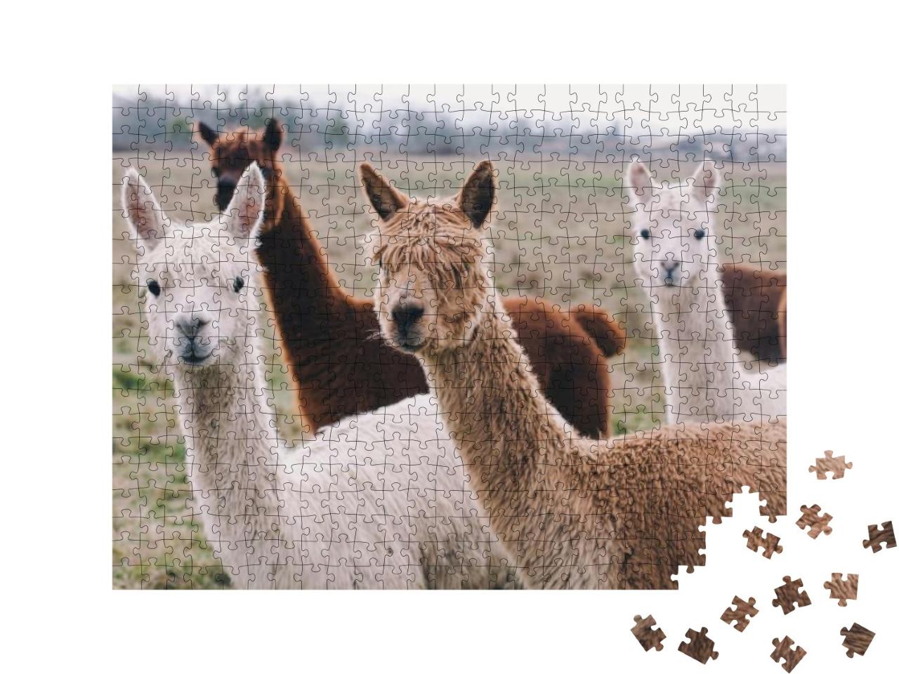 Puzzle 500 Teile „Herde von Alpakas“