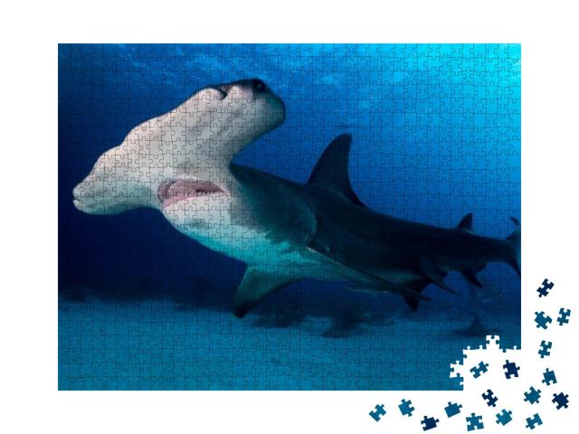 Puzzle 1000 Teile „Großer Hammerhai auf den Bahamas“