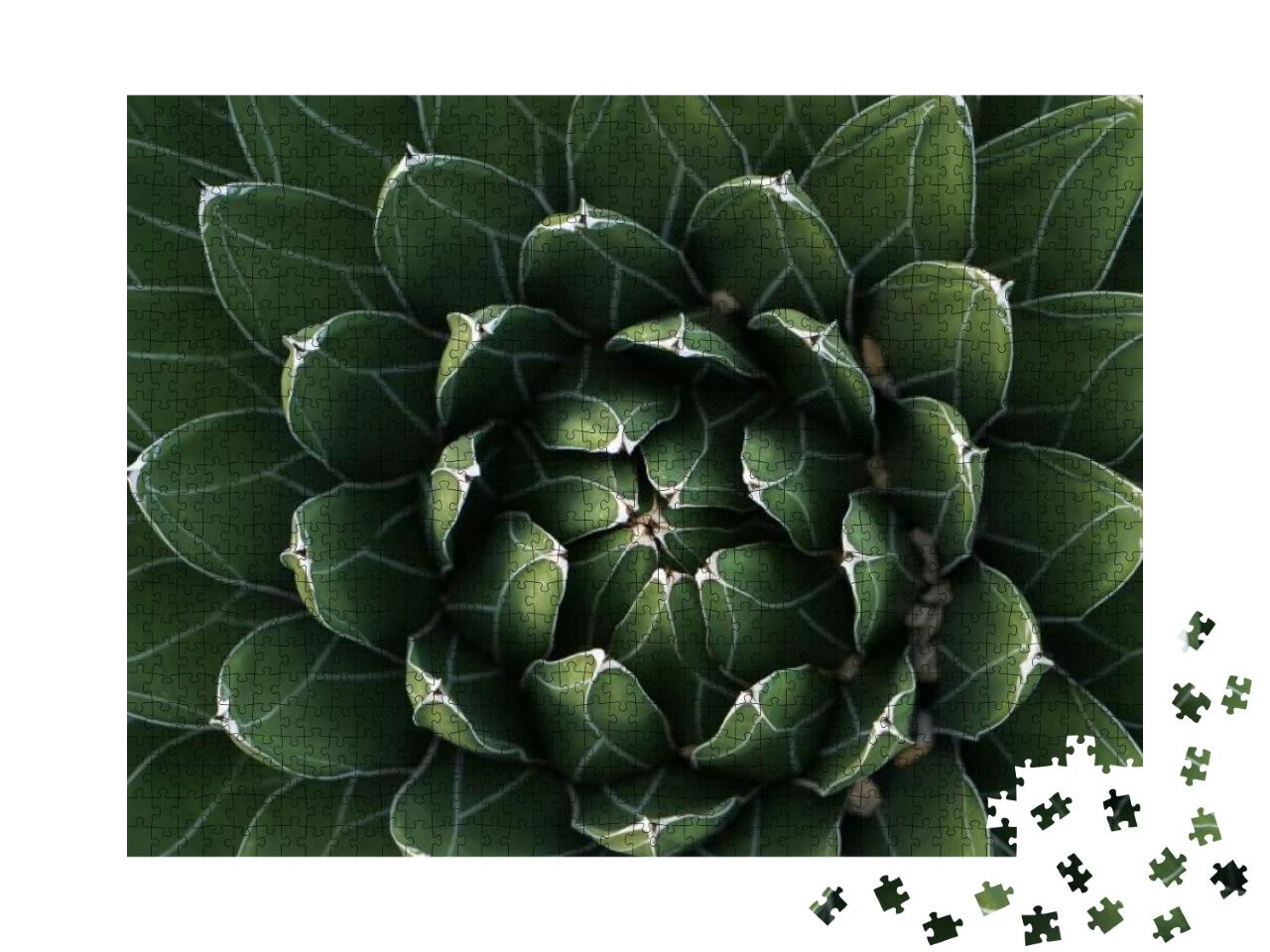 Puzzle 1000 Teile „Wunderschön symmetrischer Kaktus in Nahaufnahme“