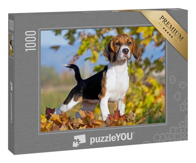 Puzzle 1000 Teile „Porträt eines netten Beagles“