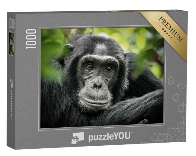 Puzzle 1000 Teile „Gewöhnlicher Schimpanse: Porträt, Kibale Forest National Park, Uganda, Afrika“