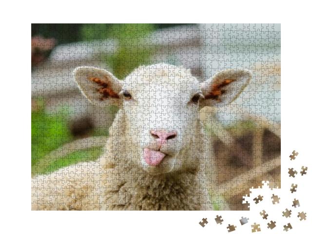 Puzzle 1000 Teile „Lustiges Schaf, Porträt eines Schafes mit Zunge aus dem Maul“