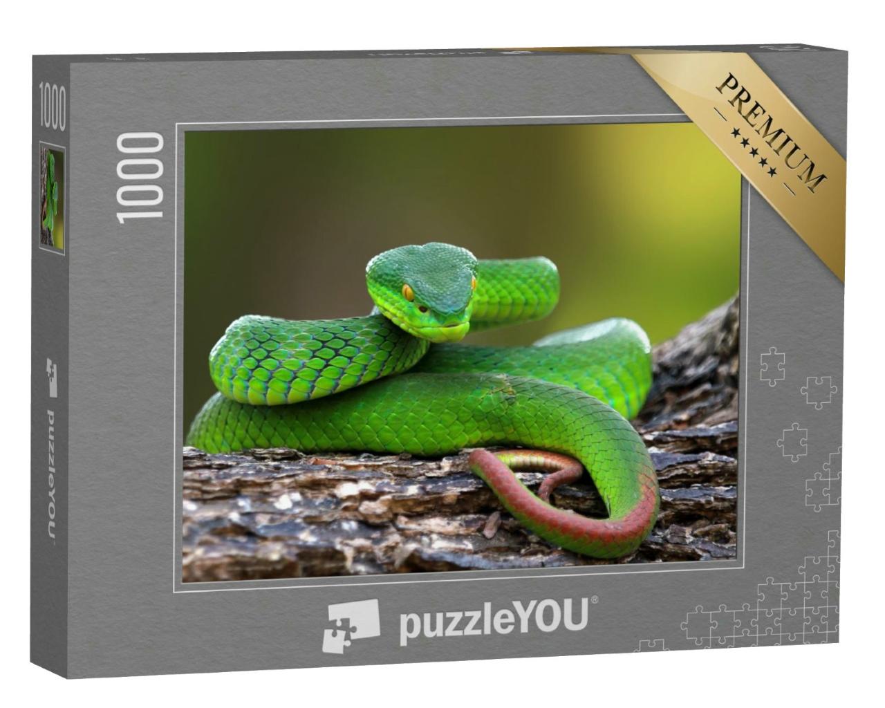 Puzzle 1000 Teile „Naufnahme: Trimisurus albolabris, grüne Schlange auf Ast“