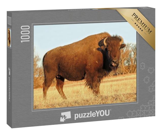 Puzzle 1000 Teile „Amerikanischer Bison, Rocky Mountain, Colorado“