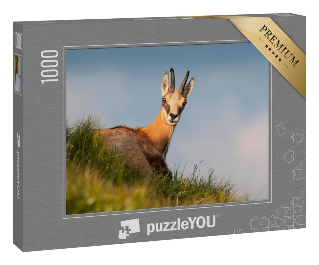 Puzzle 1000 Teile „Gämse auf einer Bergwiese im Abendlicht“