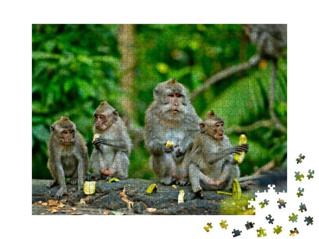 Puzzle 1000 Teile „Erwachsene Affen sitzen und essen Bananenfrüchte, Bali“