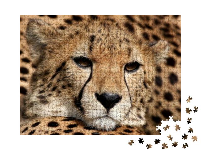 Puzzle 1000 Teile „Porträt eines Geparden“