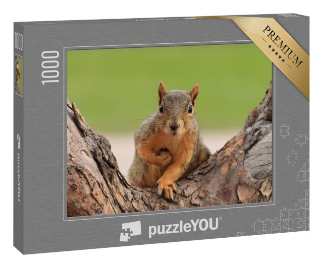 Puzzle 1000 Teile „Porträt eines Fuchshörnchens, Sciurus niger, Denver, Colorado“
