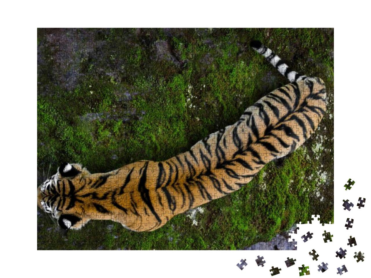 Puzzle 1000 Teile „Ussuriyrsky-Tiger, der nördlichste Tiger“