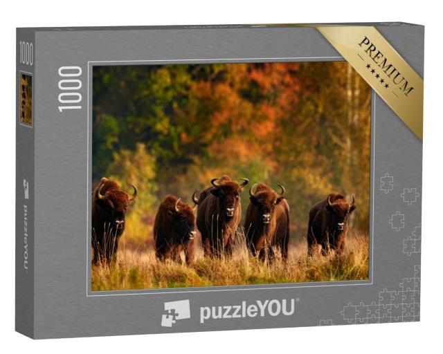 Puzzle 1000 Teile „Herbstwald mit Wiesentherde, Polen“
