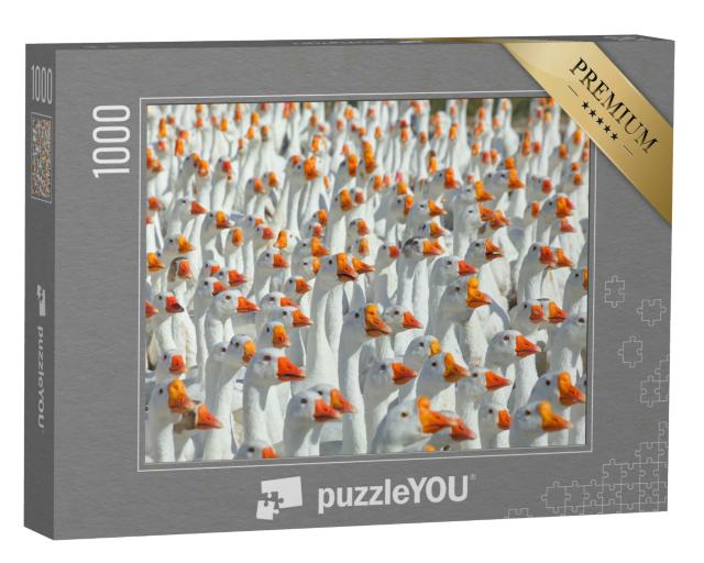 Puzzle 1000 Teile „Riesige Schar weißer Gänse“