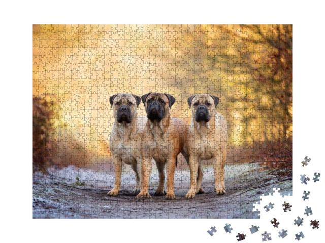 Puzzle 1000 Teile „Drei Bullenmastiffs an einem frostigen Morgen“