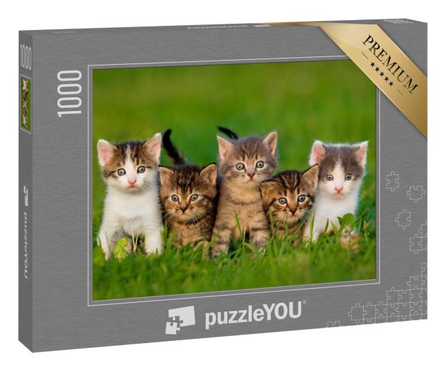 Puzzle 1000 Teile „Fünf neugierige Kätzchen“