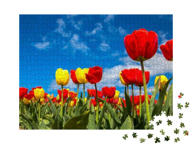 Puzzle 1000 Teile „Bunte Tulpenfelder: Frühling mit blauem Himmel“