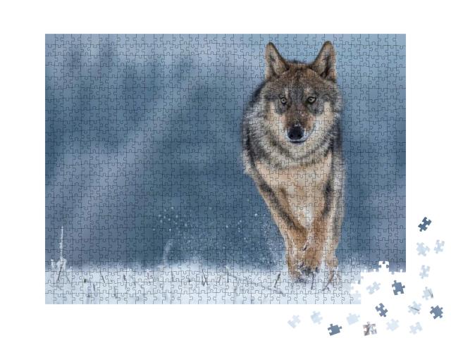 Puzzle 1000 Teile „Studie eines Grauwolfes“