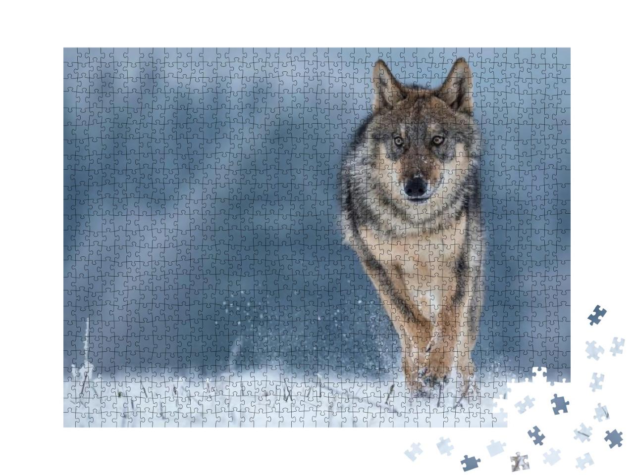 Puzzle 1000 Teile „Studie eines Grauwolfes“
