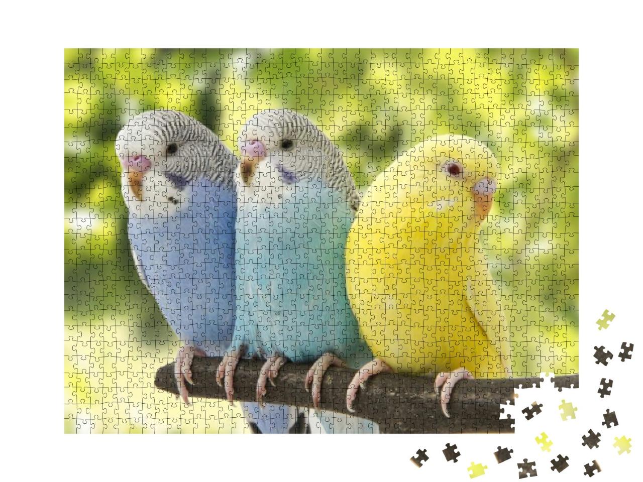 Puzzle 1000 Teile „Drei Wellensittiche auf einem Ast, blauweiße Vögel, gelber Vogel“